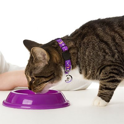Collier GPS chat